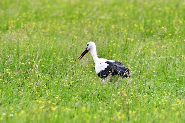 Ein Storch Auf Einer Wiese Auf Der Suche Nach Nahrung — Stockfoto