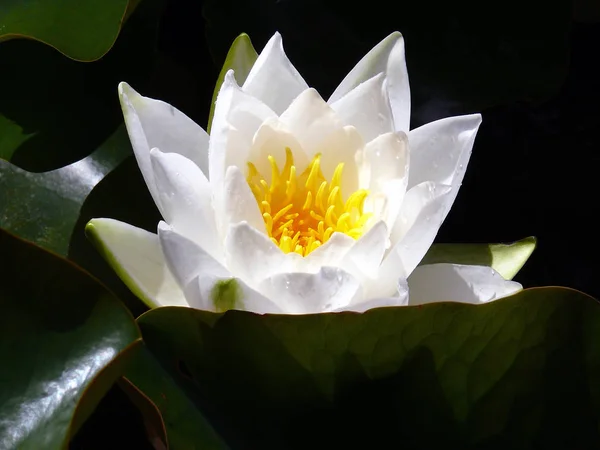 Water Lily Flower Plant — Stock Photo, Image