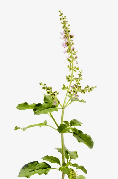 Sri Tulsi Veya Kutsal Fesleğen Ocimum Tenuiflorum — Stok fotoğraf