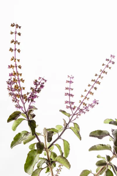 Krishna Tulsi Eller Purple Leaf Helig Basilika Ocimum Tenuiflorum — Stockfoto