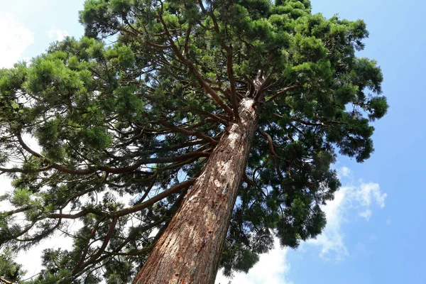 Sequoia Fák Hatalmas Természet Flóra — Stock Fotó
