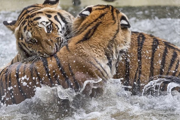 ネコの捕食者野生のトラ — ストック写真