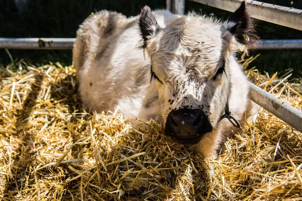 Cows Natural Landscape Selective Focus — Stock Photo, Image