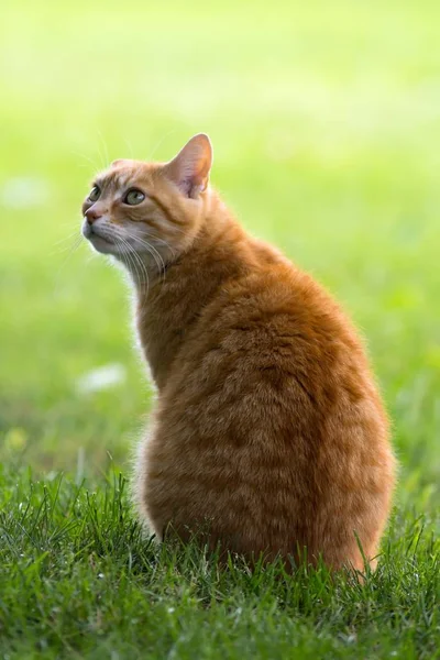 红斑猫 红斑猫 — 图库照片