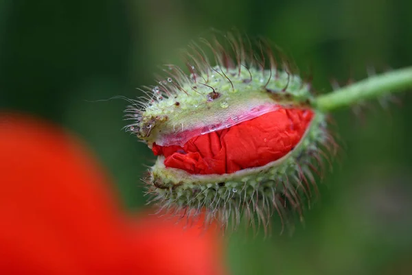 Close View Beautiful Wild Poppy Flowers — Stock Photo, Image