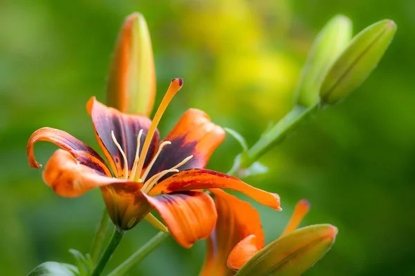 Gigli Arancioni Che Fioriscono Giardino — Foto Stock