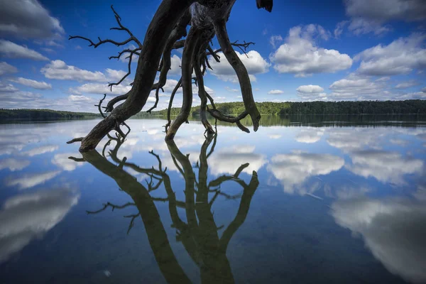 Arbre Mort Flore Naturelle — Photo