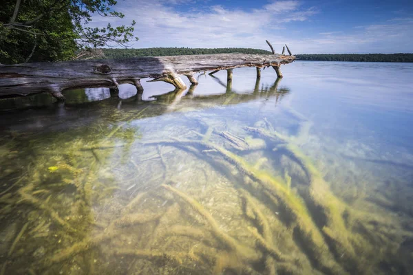 Mrtvý Strom Přírodní Flóra — Stock fotografie