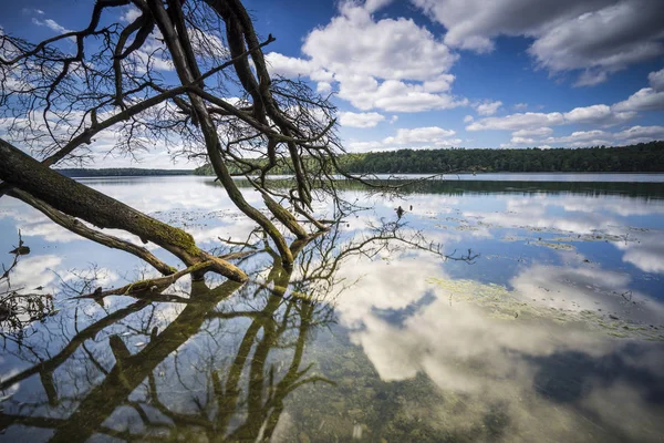 Dead Trees Lake Water — Stock Photo, Image