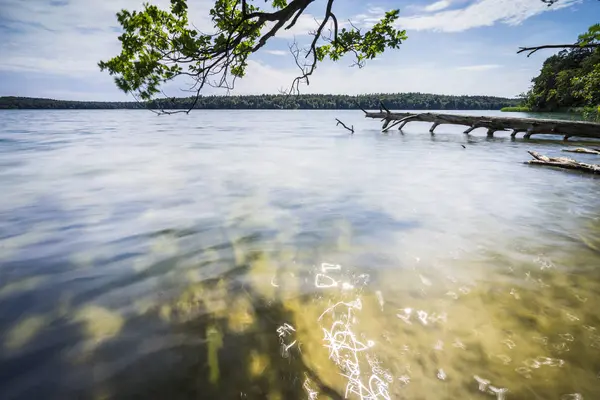 湖水中的枯树 — 图库照片