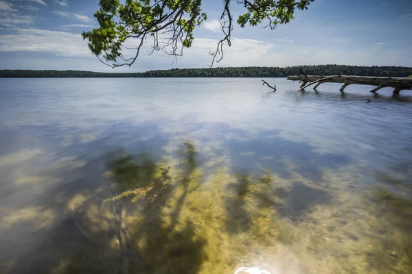 Árboles Muertos Agua Verano Luz Cálida Sobre Lago Madera Muerta —  Fotos de Stock