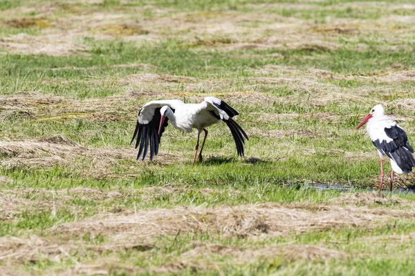 Stork Landing Meadow Spreewald — Stock Photo, Image