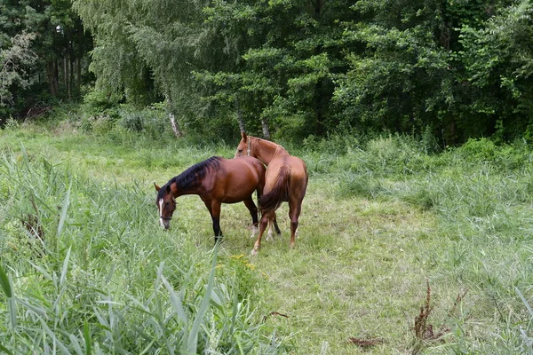 Deux Chevaux Dans Une Prairie Dans Spreewald — Photo