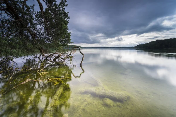 Fallen Trees Water Rain Clouds Lake Spiegelung Dark Clouds Water — Stock Photo, Image