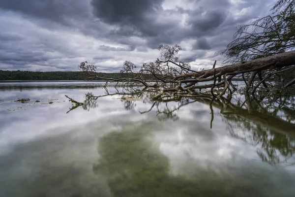 Fallen Trees Water Rain Clouds Lake Reflection Dark Clouds Water — Stock Photo, Image