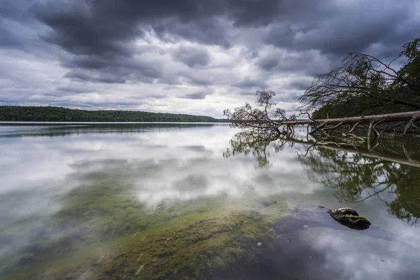 Впали Дерева Воді Дощ Хмари Озері Відображення Темних Хмар Воді — стокове фото