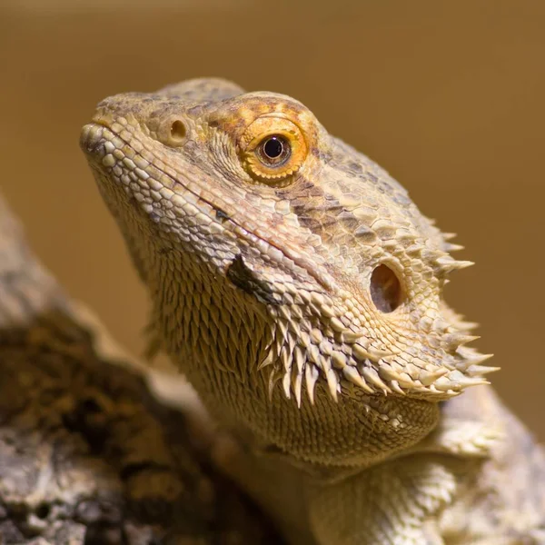 Dragão Barbudo Lagarto Exótico Reptiliano — Fotografia de Stock