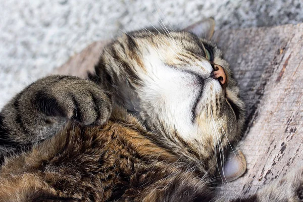 Eine Tief Schlafende Katze Eine Katze Die Auf Dem Boden — Stockfoto