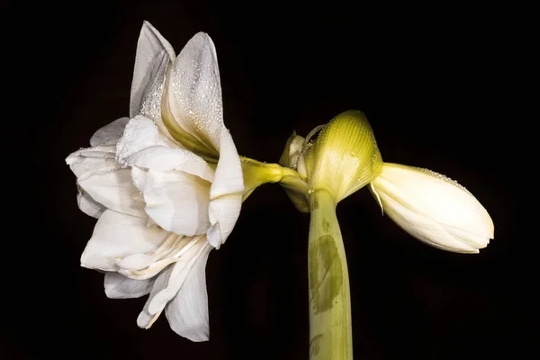Лепестки Цветов Амариллис Флора — стоковое фото
