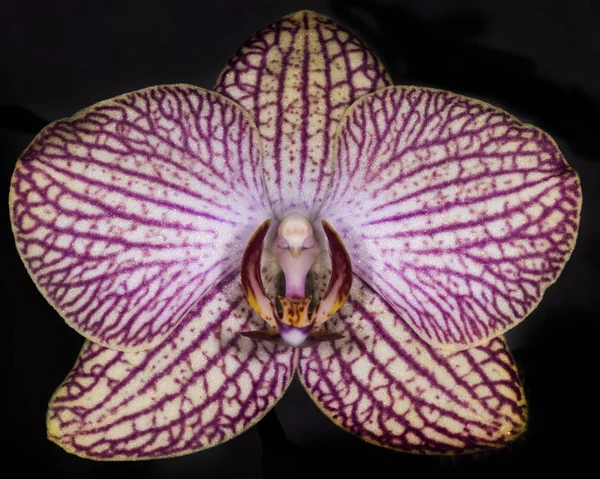 Schöne Orchideenblumen Blühen — Stockfoto