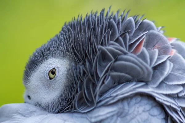 tired graupapagei / tired african grey parrot