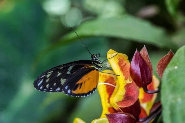 Paillier Doré Sur Fleur — Photo