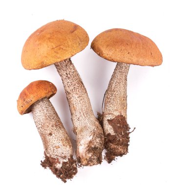 Three aspen mushrooms on a white background. clipart