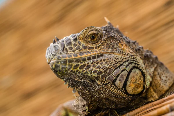 Animal Exotique Iguane Lézard — Photo