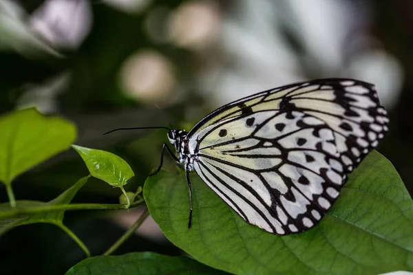 Close Uitzicht Mooie Kleurrijke Vlinder — Stockfoto