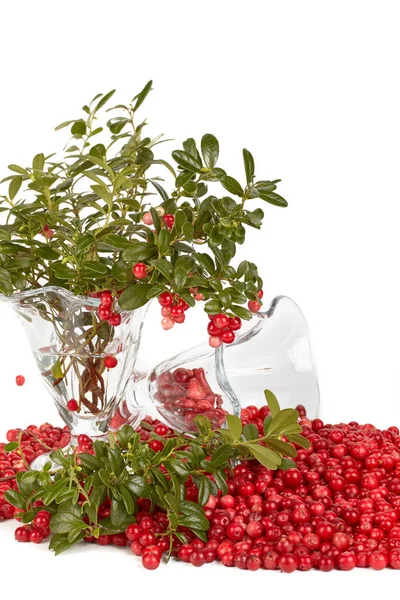 Färska Cowberry Med Gröna Blad Vit Bakgrund — Stockfoto
