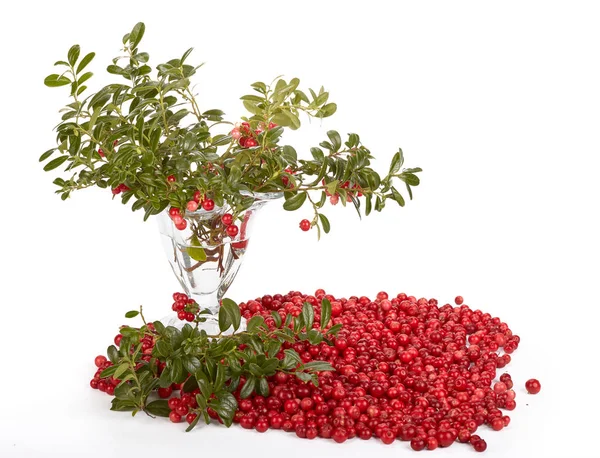 Färska Cowberry Med Gröna Blad Vit Bakgrund — Stockfoto