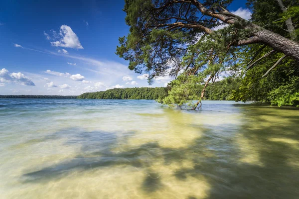 湖畔的倒下的树 映衬着水中美丽的云彩 — 图库照片