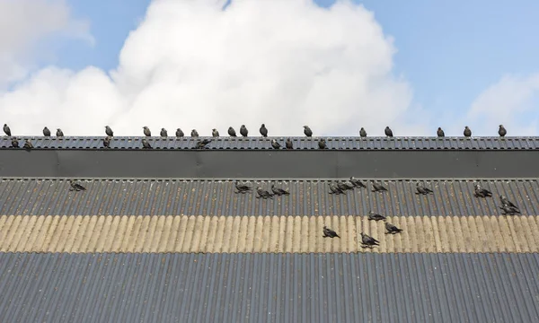 Western Jackdaws Tejado Con Cielo Parcialmente Nublado Detrás —  Fotos de Stock