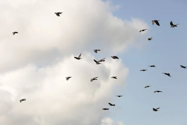 Flock Western Jackdaws Volando Con Cielo Parcialmente Nublado —  Fotos de Stock