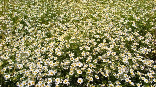 Fleurs Camomille Dans Pré Par Une Journée Ensoleillée — Photo