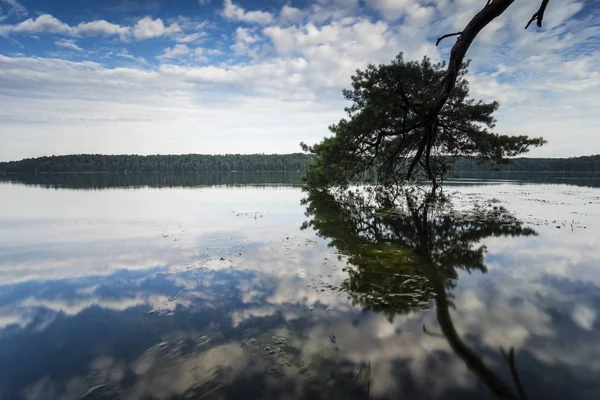 Treos Caídos Borde Lago Con Reflexión Las Hermosas Nubes Agua —  Fotos de Stock