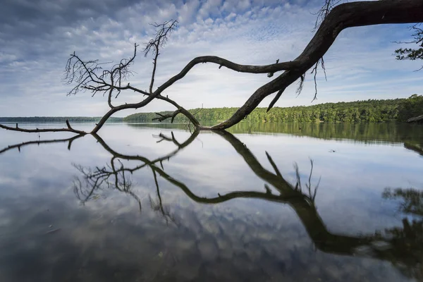 Treos Caídos Borde Lago Con Reflexión Las Hermosas Nubes Agua —  Fotos de Stock