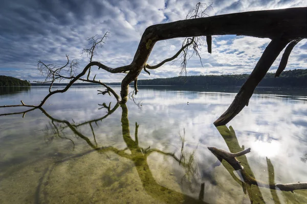 Fallna Träd Kanten Sjö Med Reflektion Vackra Molnen Vattnet — Stockfoto