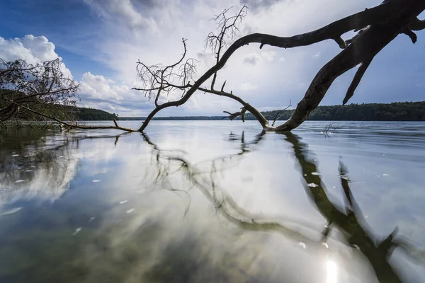 Fallen Trees Edge Lake Reflection Beautiful Clouds Water — Stock Photo, Image