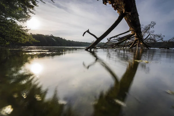 Abgestorbene Bäume Seewasser — Stockfoto
