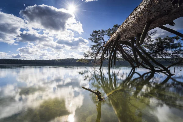 Gölün Kenarındaki Devrilmiş Ağaçlar Sudaki Güzel Bulutların Yansımasıyla — Stok fotoğraf