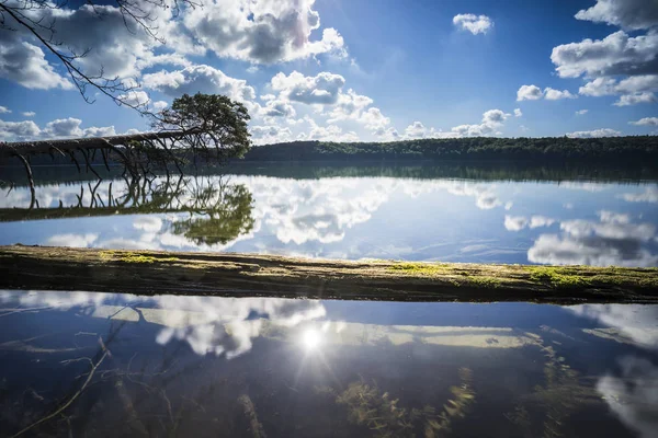 Arbres Tombés Sur Bord Lac Avec Reflet Des Beaux Nuages — Photo