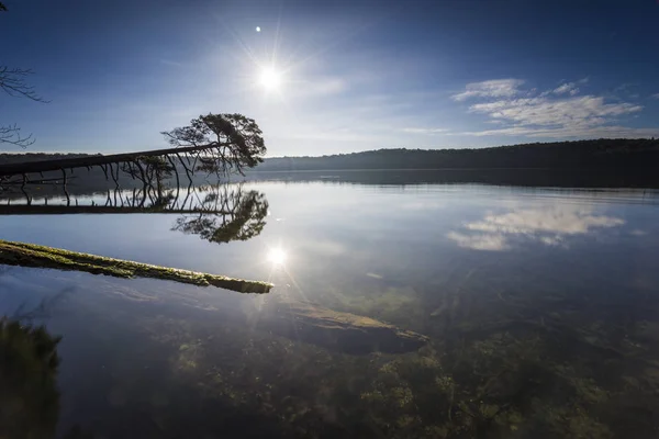 Treos Caídos Borde Lago Con Reflexión Las Hermosas Nubes Agua — Foto de Stock