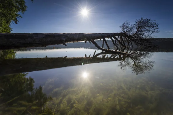 Gölün Kenarındaki Devrilmiş Ağaçlar Sudaki Güzel Bulutların Yansımasıyla — Stok fotoğraf