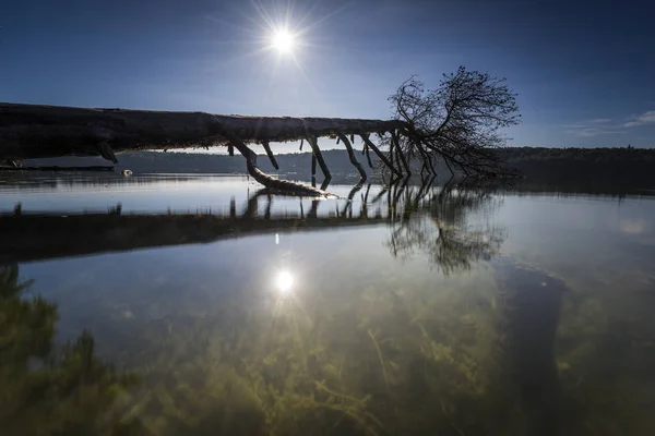 Dead Trees Lake Water — Stock Photo, Image