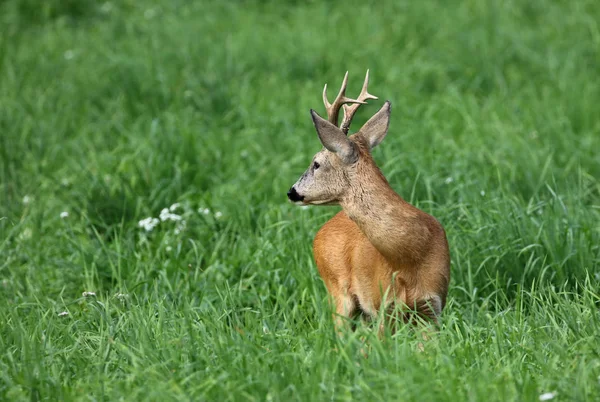 Animales Diferentes Enfoque Selectivo — Foto de Stock