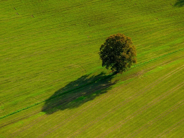 野原の一本の木 — ストック写真