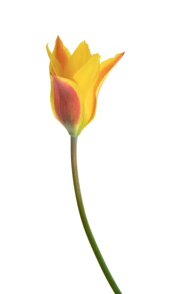 Flor Tulipán Tulipa Exenta Ante Fondo Blanco — Foto de Stock