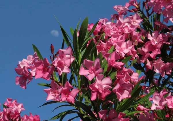 Oleander Flores Rosa Contra Céu Azul Lua Maio Peru Antalya — Fotografia de Stock