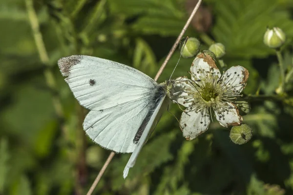 Petit Meunier Noir Sur Une Fleur — Photo